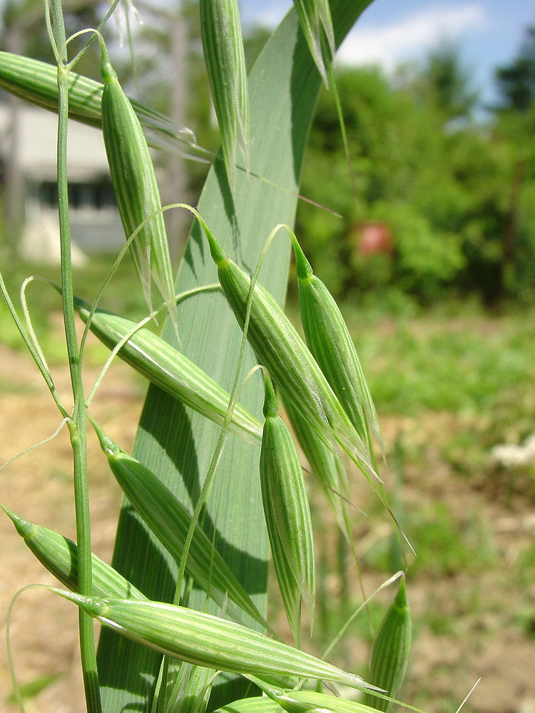 Close-up of green oat plants with a blurred background