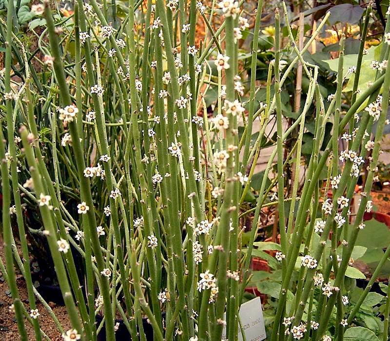 Tall green plants with small white flowers in a garden setting