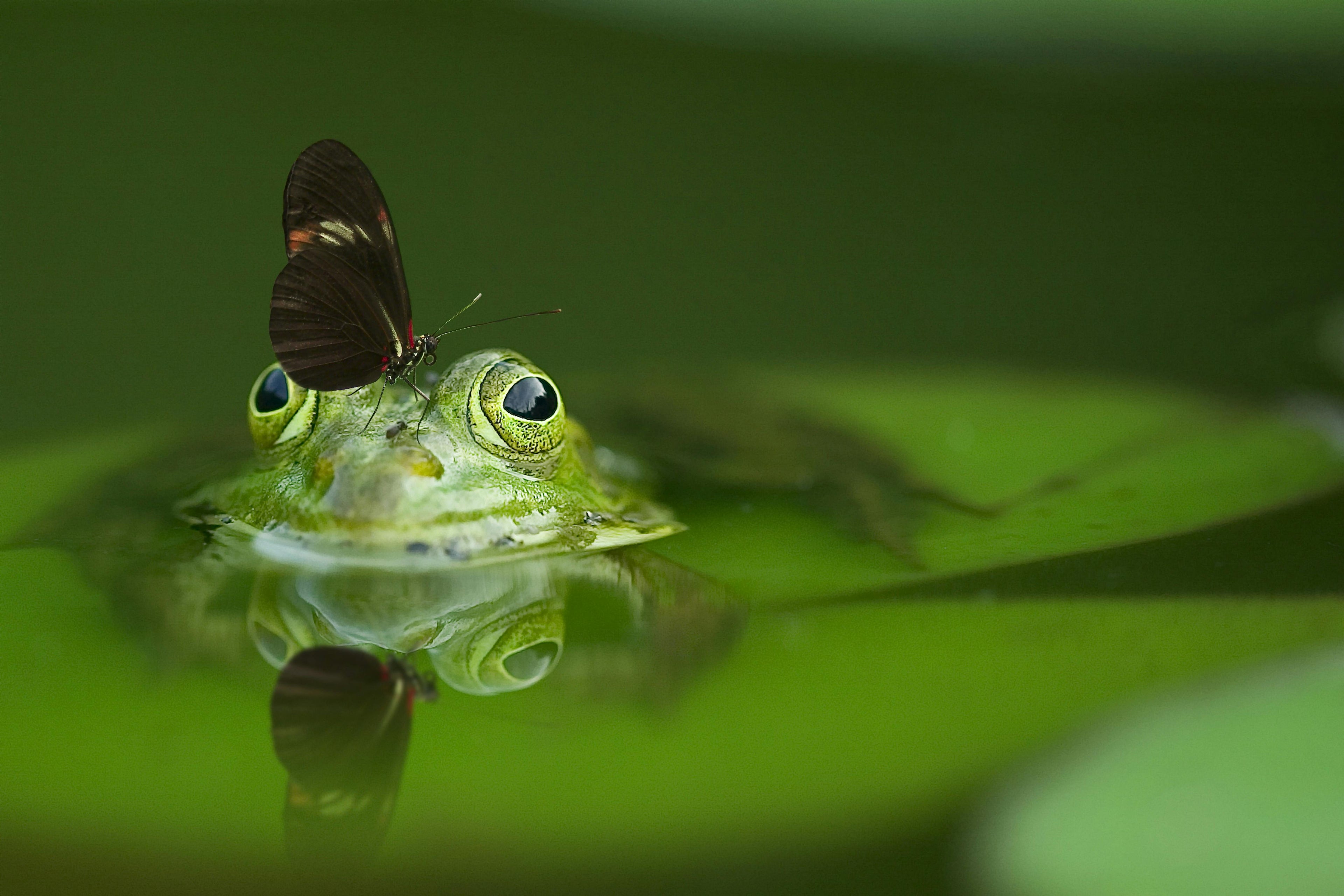 Frog with butterfly on it's face