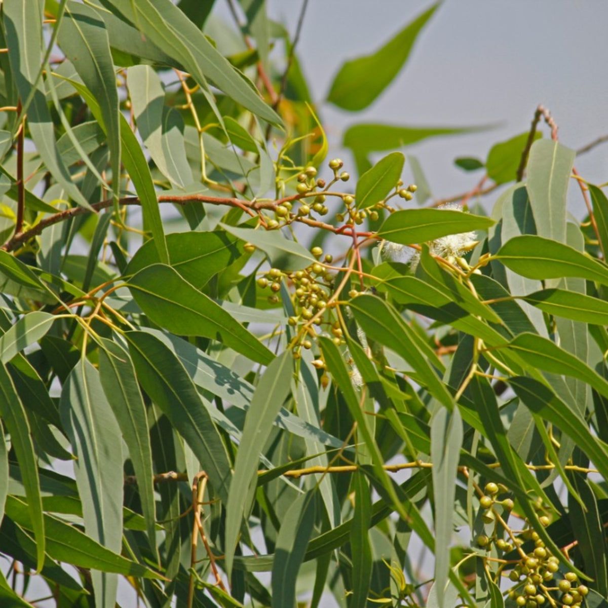 Close-up of green leaves and small berries on a tree branch with a blurred background