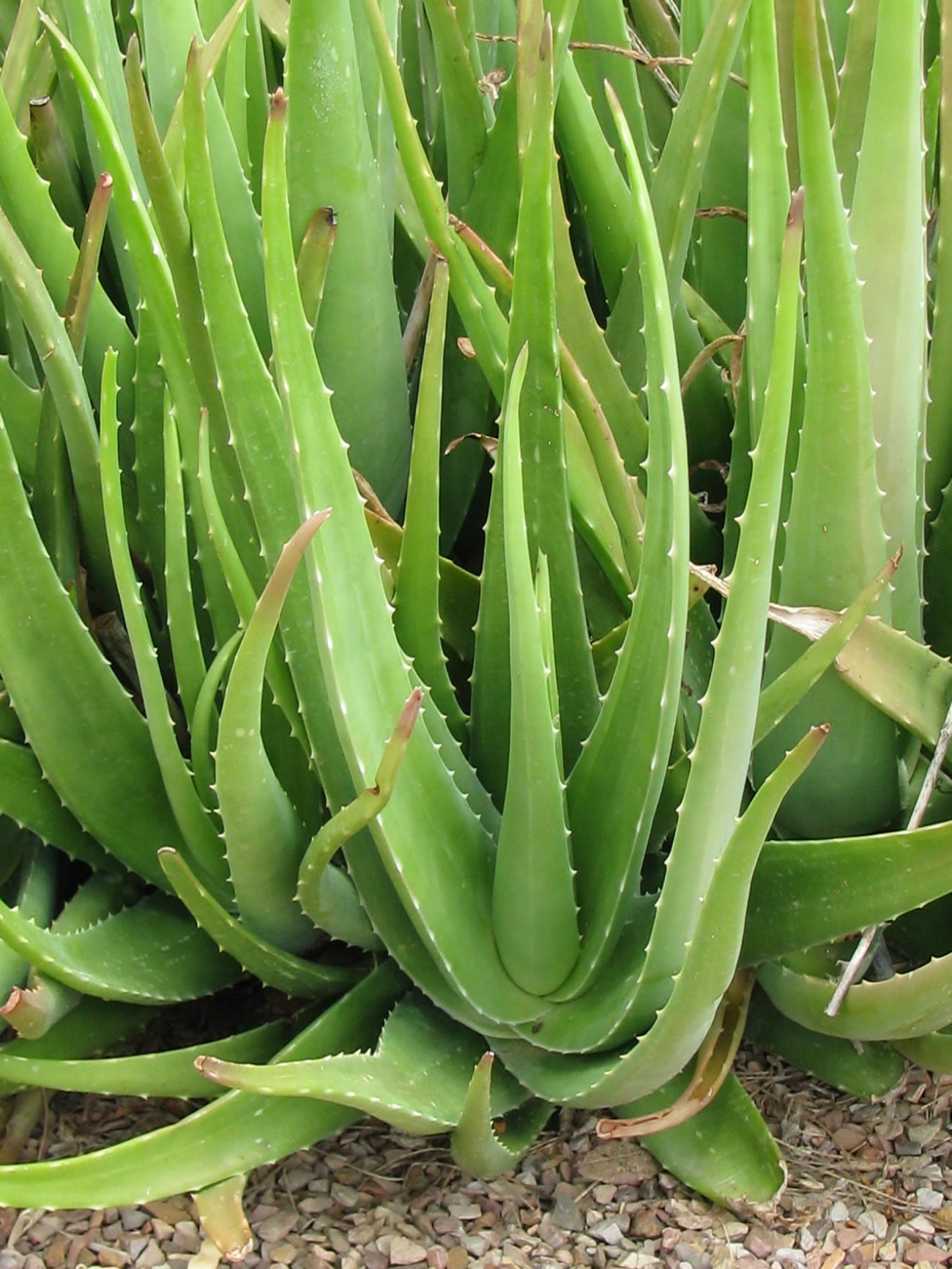 Close-up of a green aloe vera plant with spiky leaves.