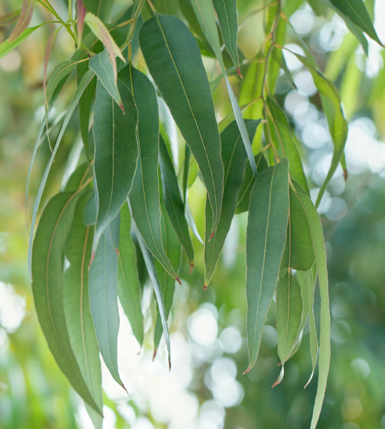 Close-up of green eucalyptus leaves with a blurred natural background