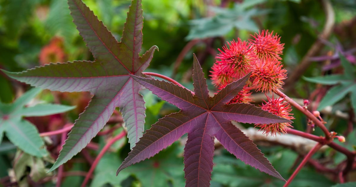 Close-up of leaves and red berries with a blurred green background