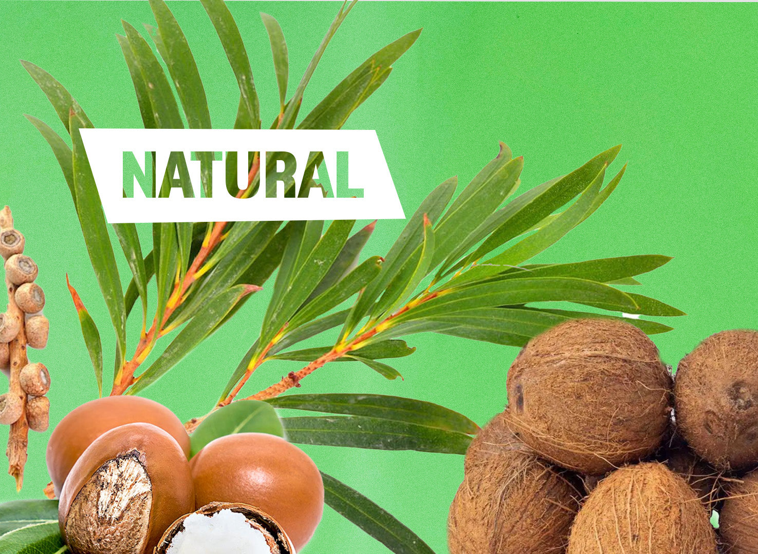Coconuts, shea nuts, and green leaves with 'NATURAL' text on a green background