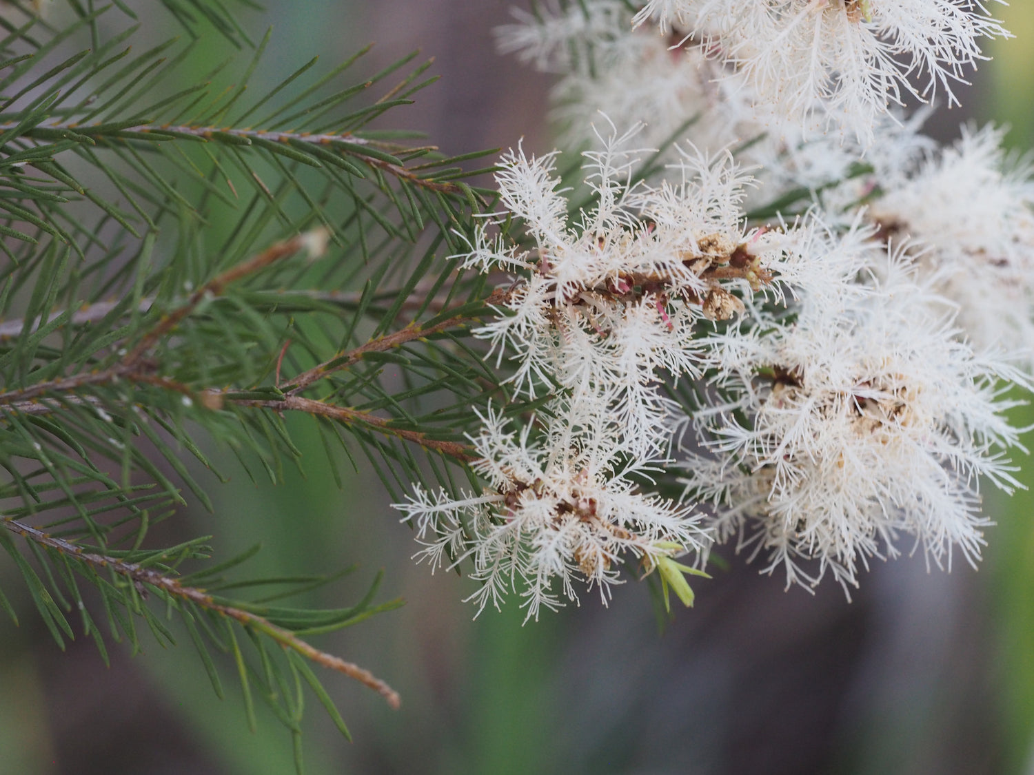 Close-up of a branch with white flowers and green leaves on a blurred natural background