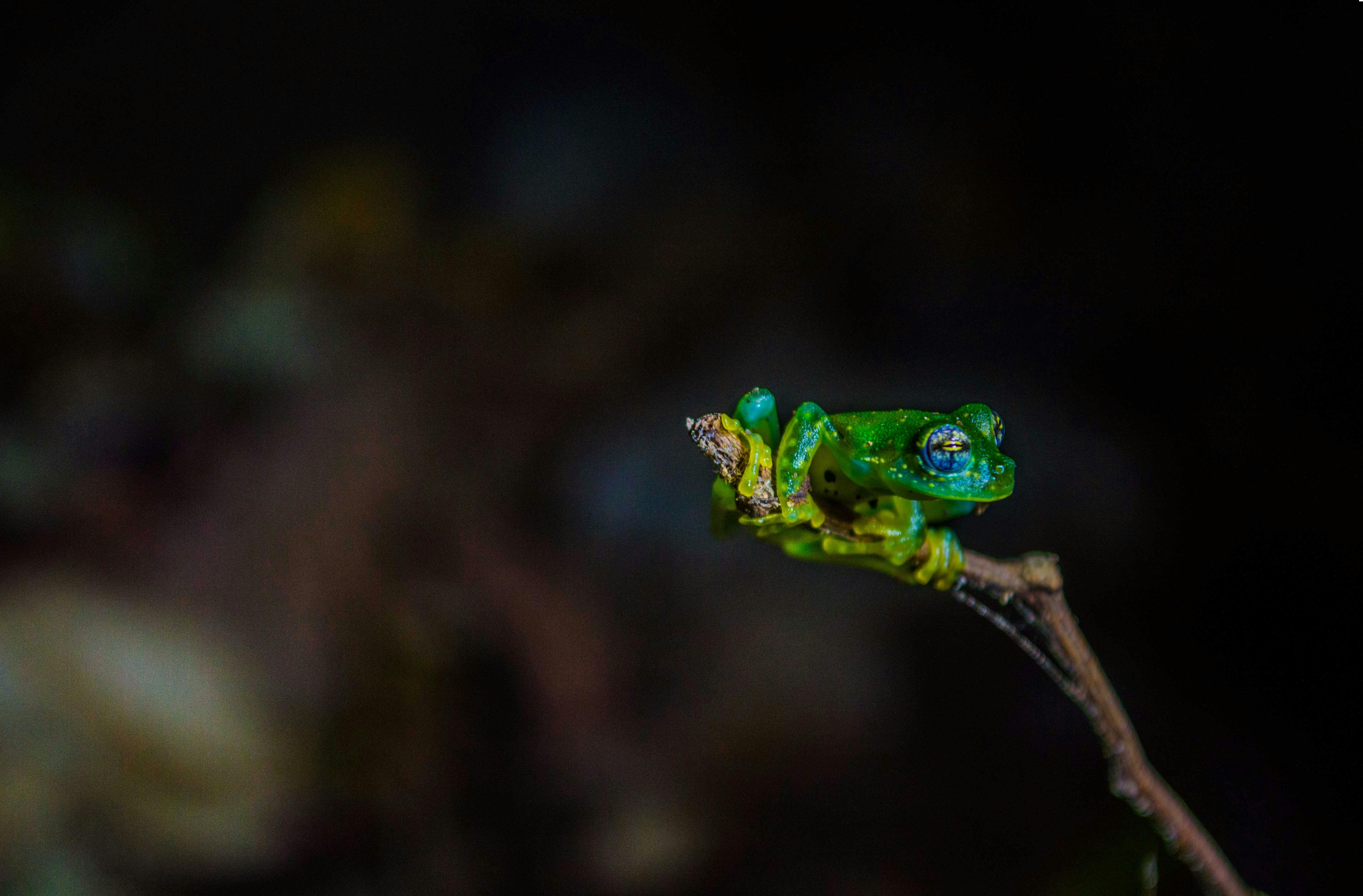 Green frog on a branch with a dark background