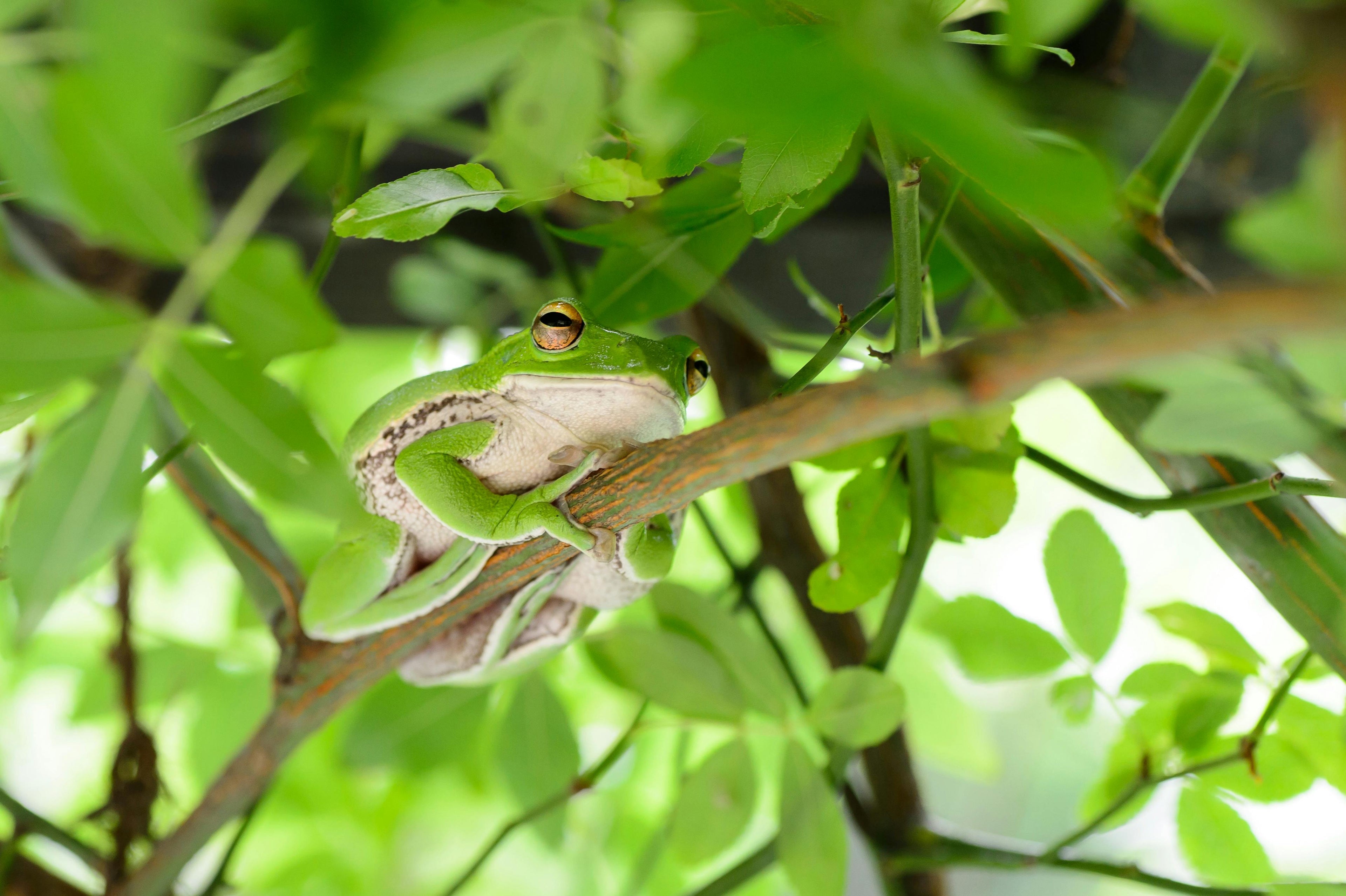 Green frog on a branch with leaves in the background