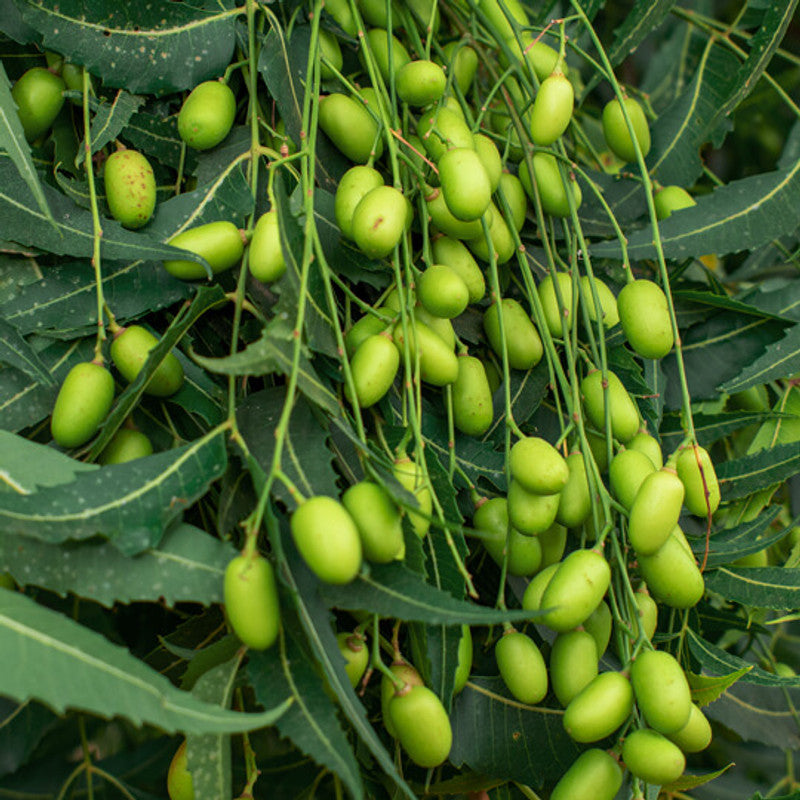 Green fruits hanging from a tree with green leaves